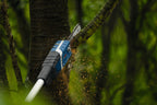 Bosch GKE18V-25TPN 18V 10 In. Pole Chainsaw