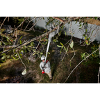 M18™ Brushless Telescoping Pole Pruning Shears
