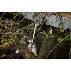 M18™ Brushless Telescoping Pole Pruning Shears